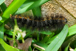 salt marsh caterpillar