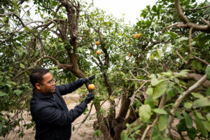 Mandadi inspects a citrus tree outside