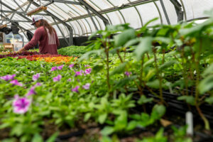 A man walking among plants in a greenhouse