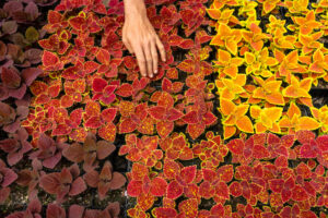 a hand among an array of flowers