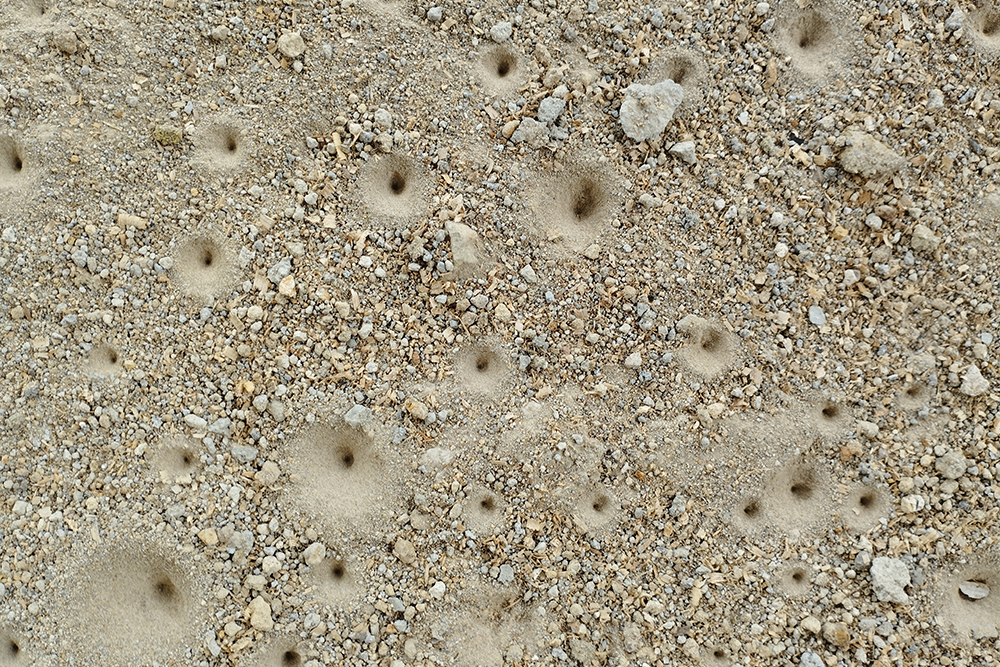 Dozens of cone shaped antlion pits in sandy soil.