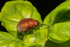 Brown beetle from the species known as June bugs crawling across the green leaves of a plant.