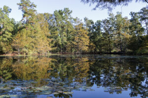 A tree-lined pond.