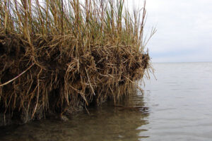 Erosion shows the roots of salt marsh grasses.