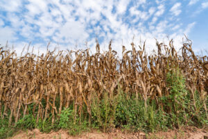 field crops with weeds in them