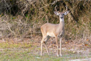 A white-tailed deer buck stands at a forest edge.