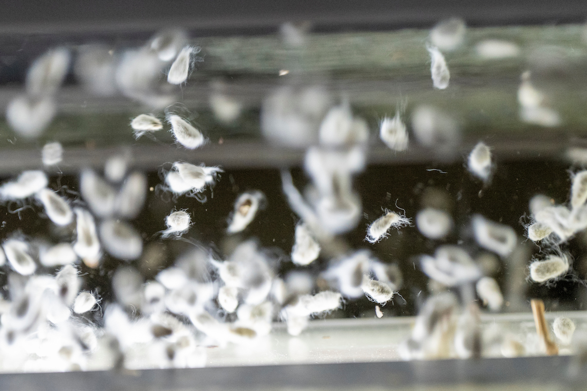 cotton seed left after the ginning process