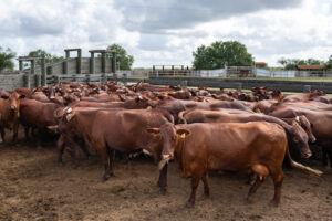A herd of cattle