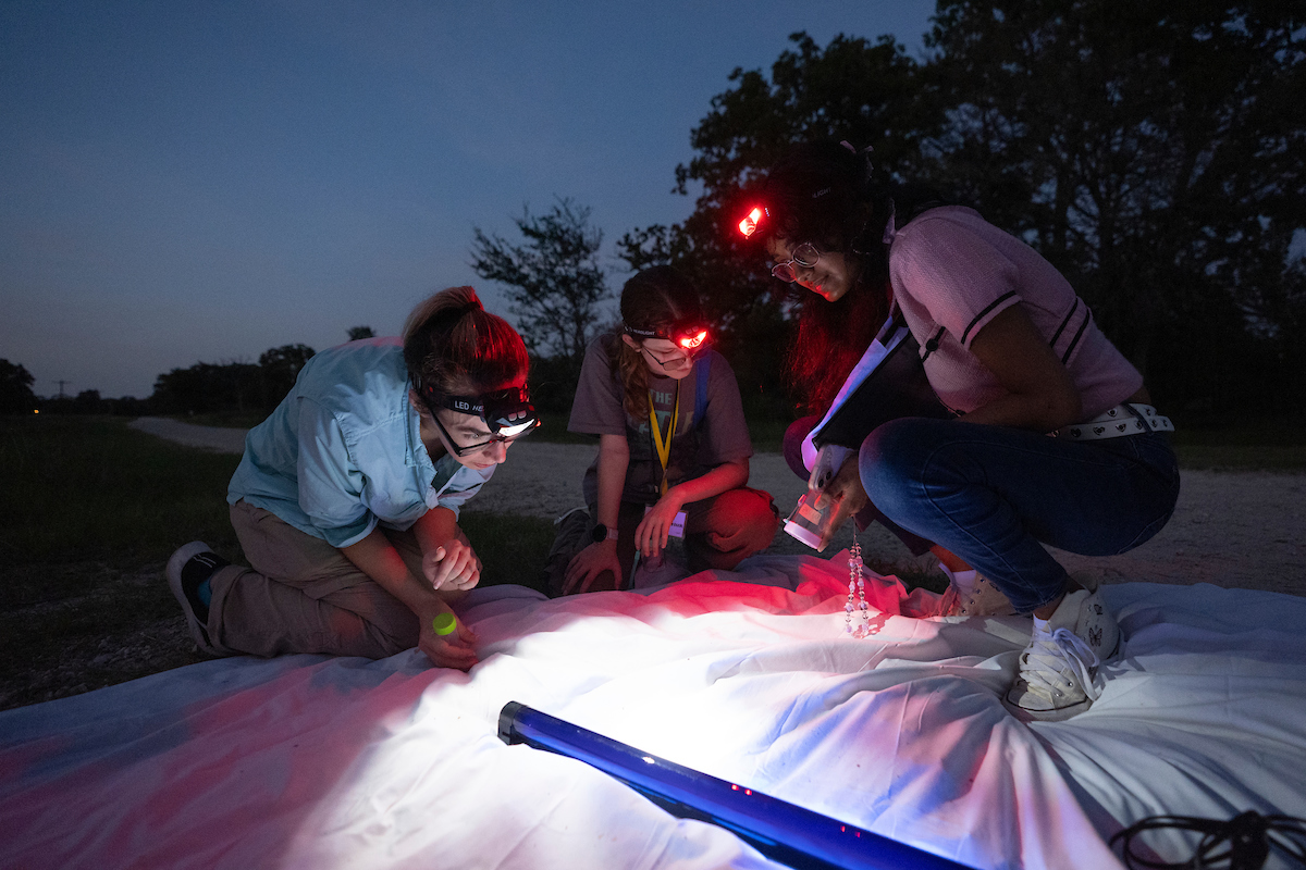 Students with red light headlamps and flashlights capture insects with a white sheet.