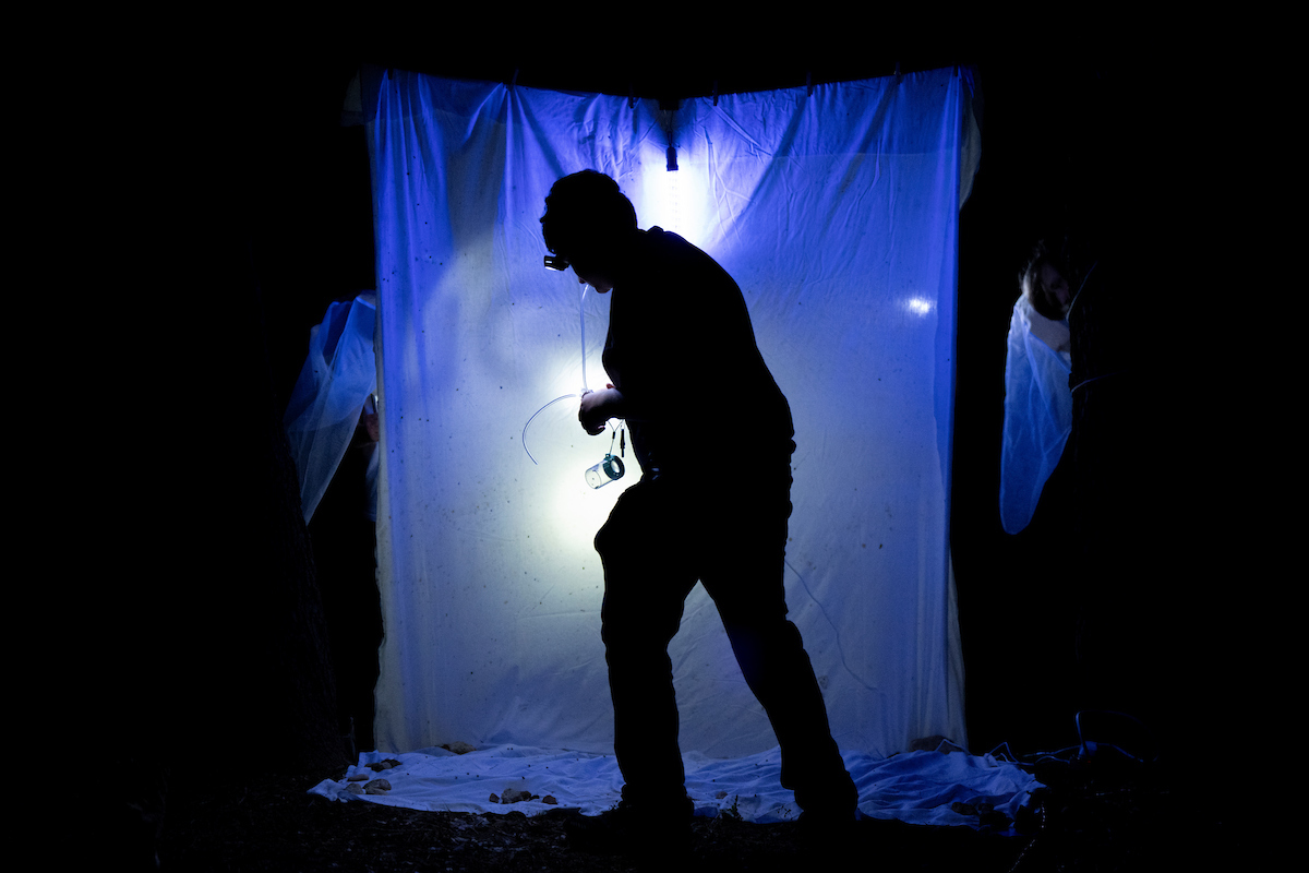 The silhouette of a student against a white sheet and lights used to collect insects.