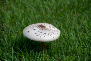 False parasol mushroom in a lawn