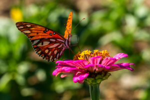 A butterfly on a pink flower