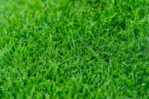 A closeup of green grass