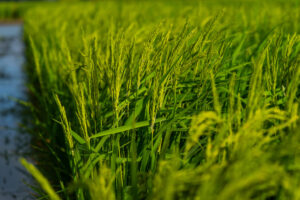 Rice growing in a flooded field.