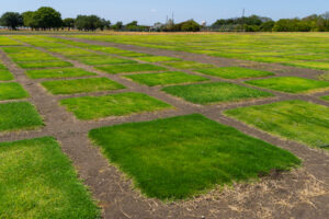 Squares of turfgrass