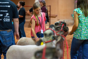 two girls show their lambs in a lineup