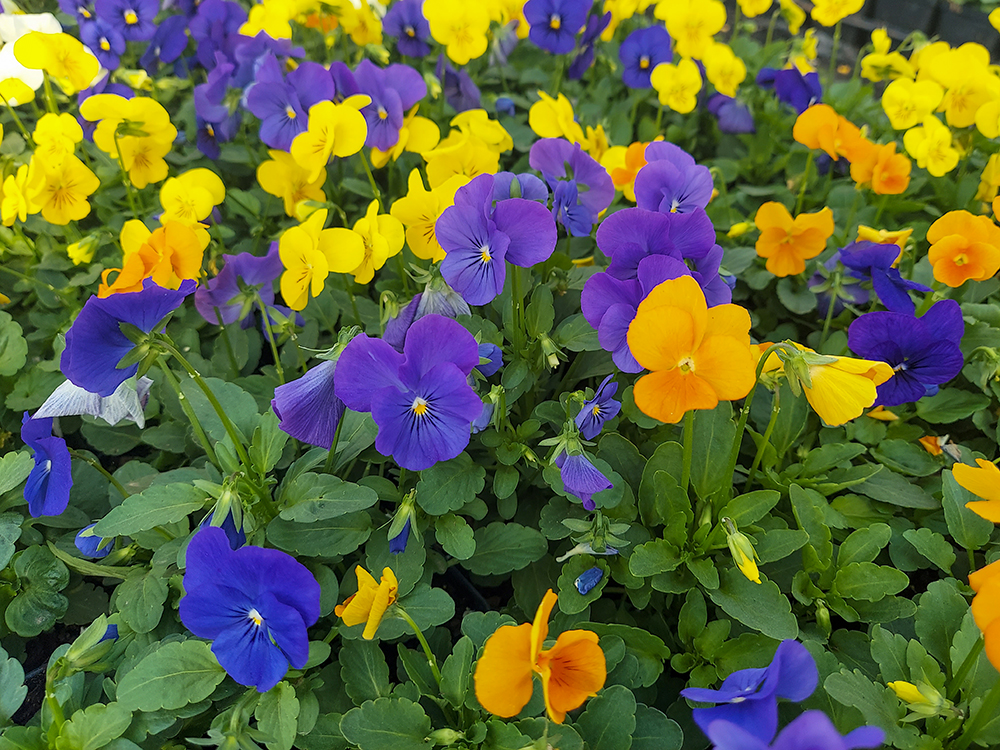 Viola selected as a Texas Superstar plant
