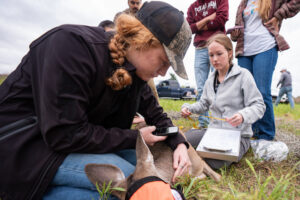 Two female students collect data on a white-tailed deer in the field.