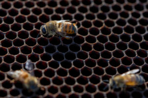 Bees on a honeycomb.