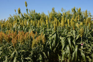 sorghum plots of various sizes and colors