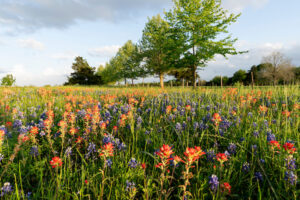 A field of wildflowers
