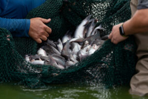 People use a net to harvest catfish.