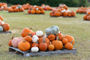 Pumpkins on wood pallets.