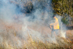 A man uses a drip torch to conduct a prescribed burn.