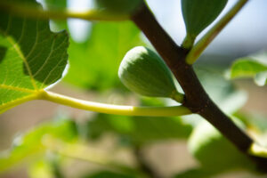Closeup of a green fig on a fig plant.