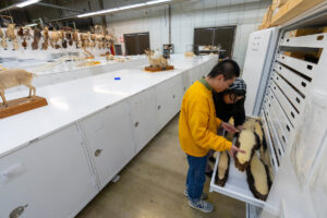 Students open up a drawer filled with preserved skunks in the Biodiversity Research and Teaching Collections.
