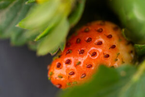 Closeup of strawberry.