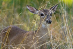 A white-tailed deer stands in tall grasses.