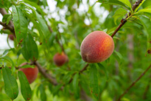 Close up of peaches on a tree limb.