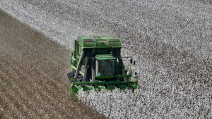 a cotton stripper harvesting cotton