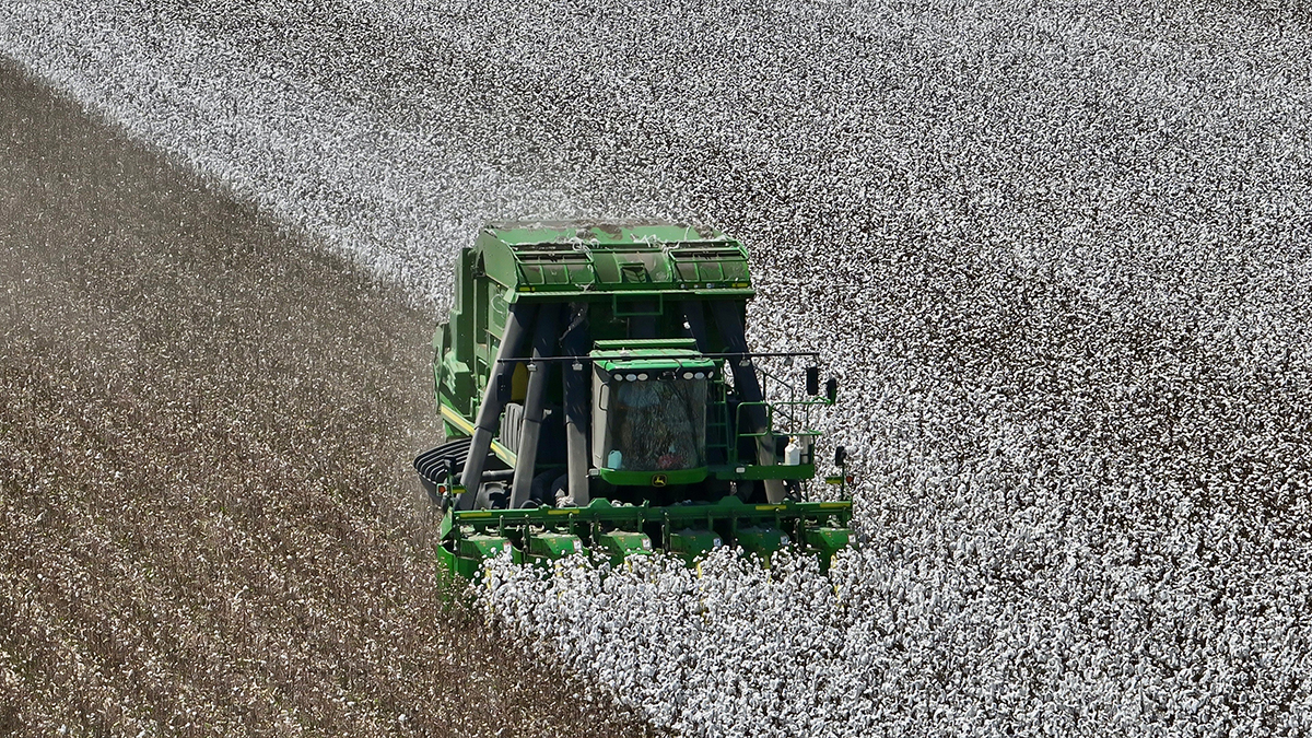 Cotton crop thrives with timely rains across the state