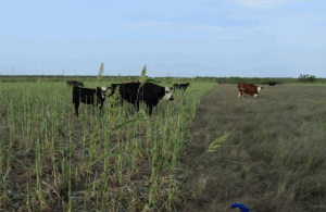 cattle graze in a field with taller plants on one half and grass on the other