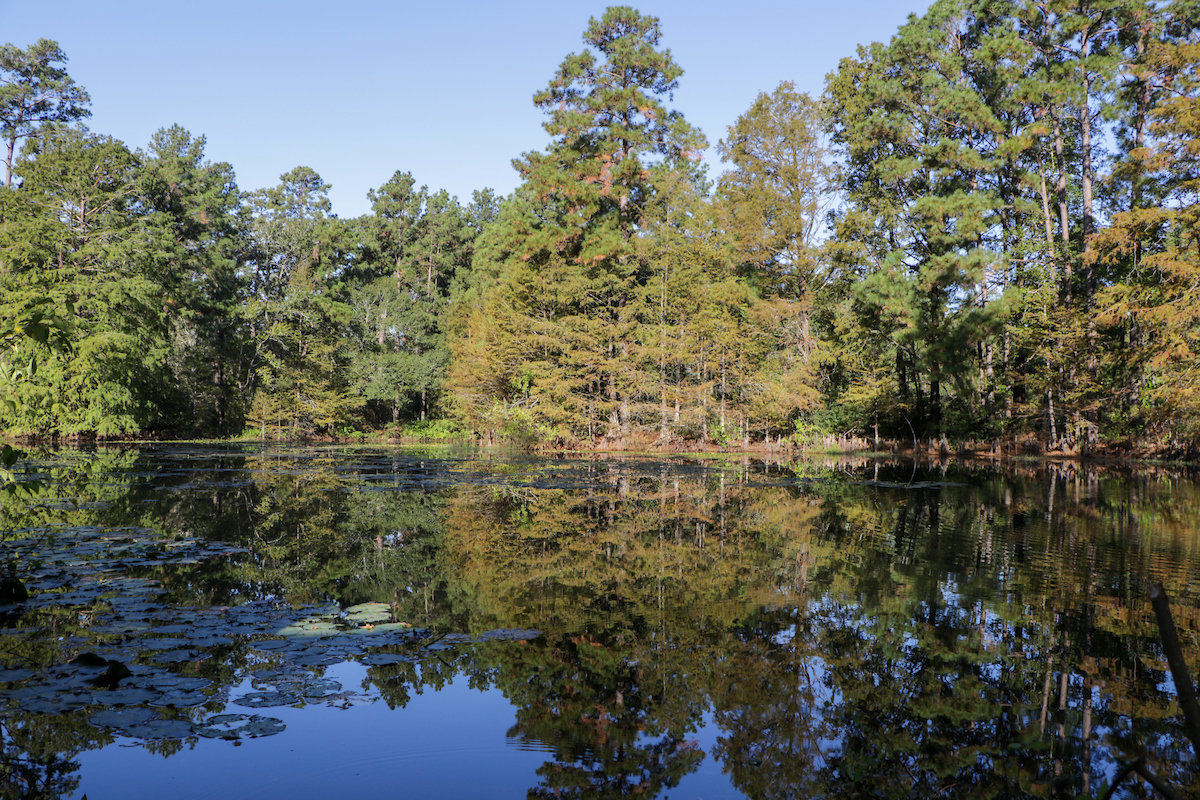 New grant implements trees and forestry in watershed protection plans