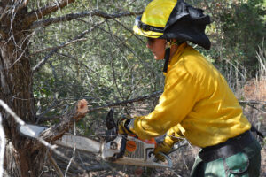 a firefighter limbs trees