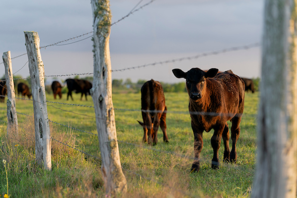 AgriLife Extension publishes fact sheet on invasive pasture mealybug