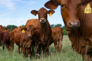 A herd of red cattle stands in a field.