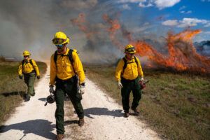 Three people walk down a dirt road flanked by flames from a prescribed fire.