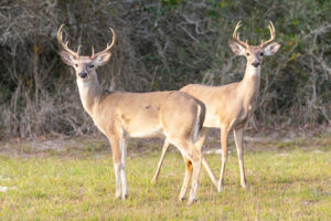 Two white-tailed deer bucks.