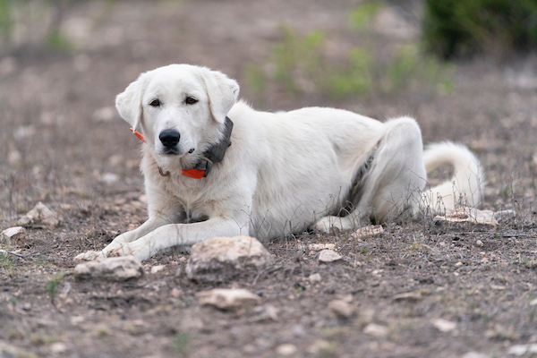 A white livestock guardian dog wearing a collar lies on the ground.