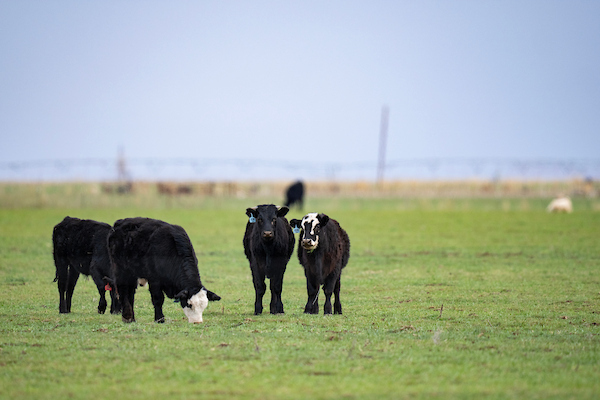 Dry spell weighs on Texas’ cool-season forage planting – AgriLife Today