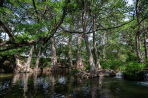 A river with cypress trees along the banks.