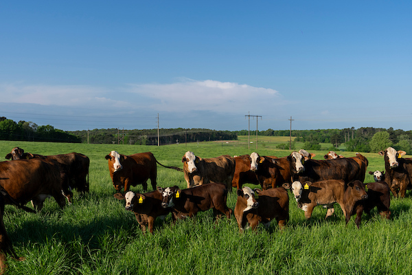 Dry spell weighs on Texas’ cool-season forage planting