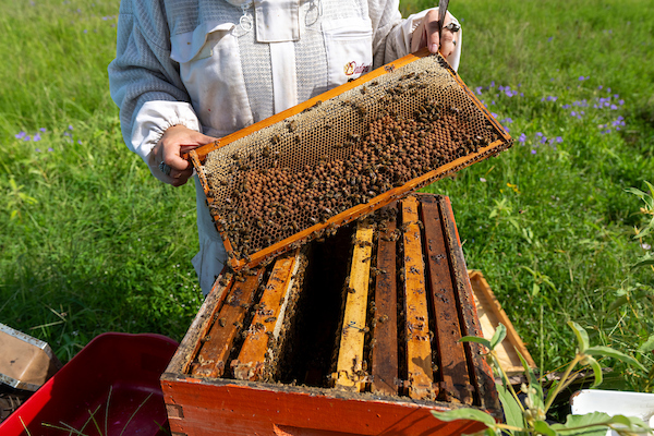 Beekeeper checking bee hives.