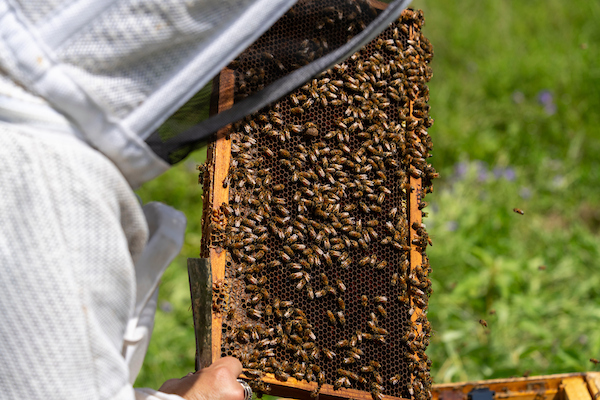 Beekeeper inspecting a slat from a bee box.