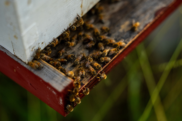 Honey bees gathering at a base of a bee box.