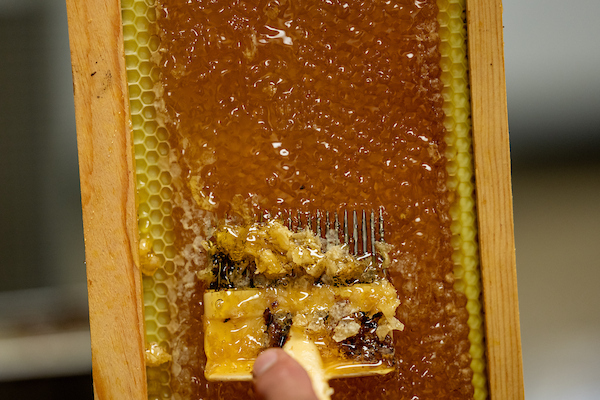 A person scrapes honey and honeycomb from a bee box slat.